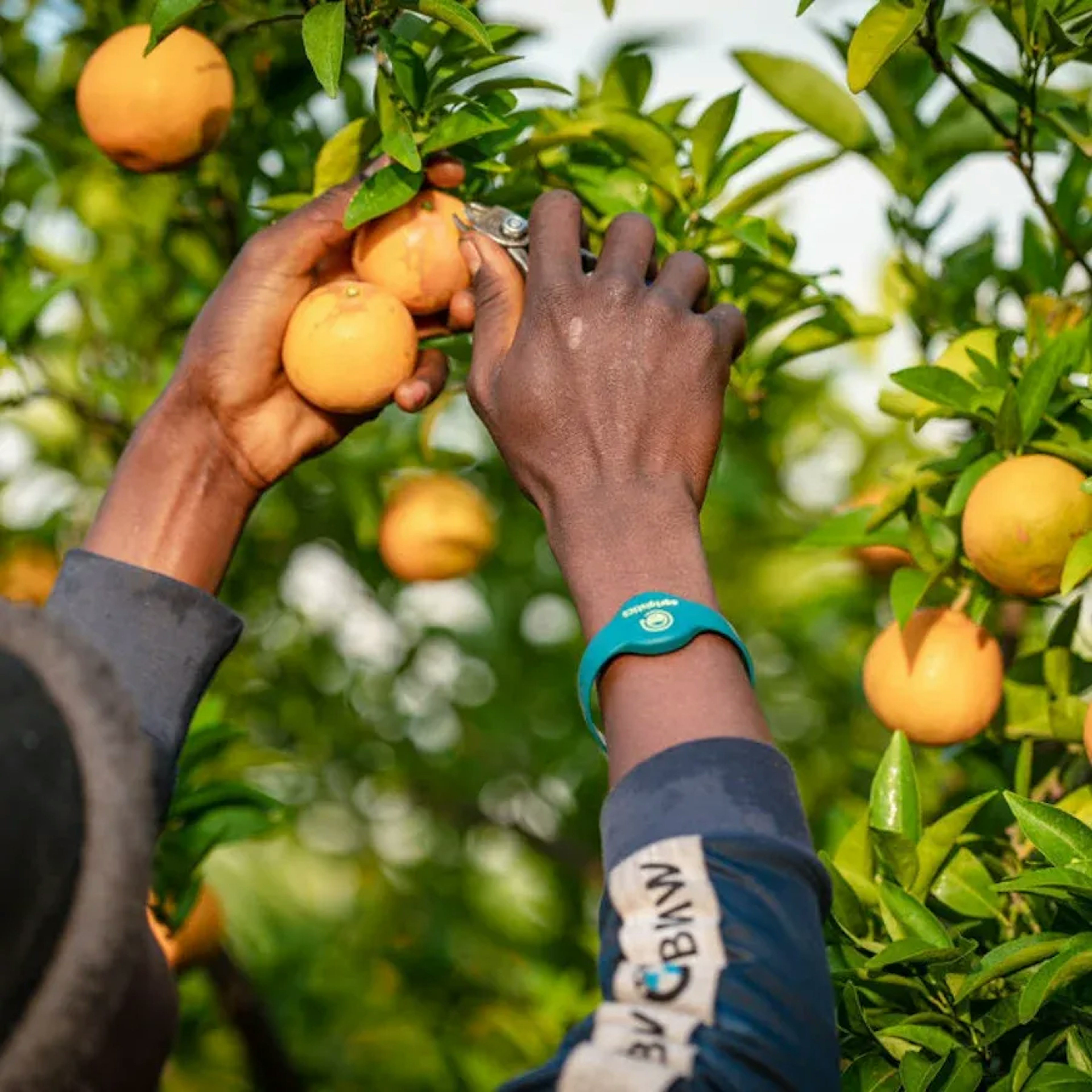 harvesting oranges with rfid wristband